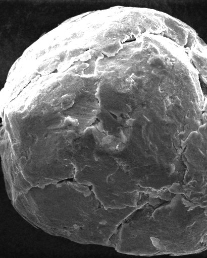 Micrograph of FCP-BJ particles